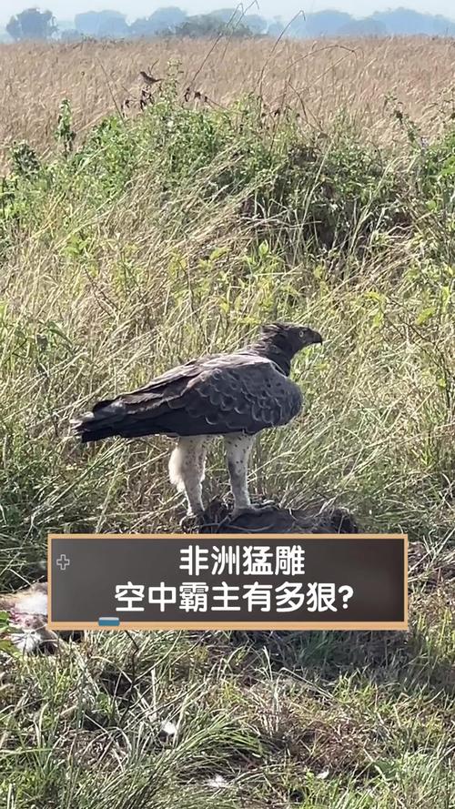 史上最全大雕征服世界官网资源合集