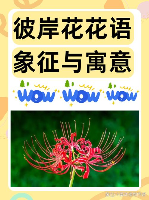 彼岸花全集更新地址,不用会员也能看