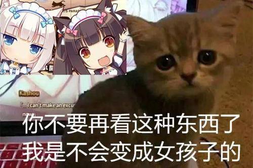 猫娘你弟弟喜欢的游戏推荐:几款热门手游盘点
