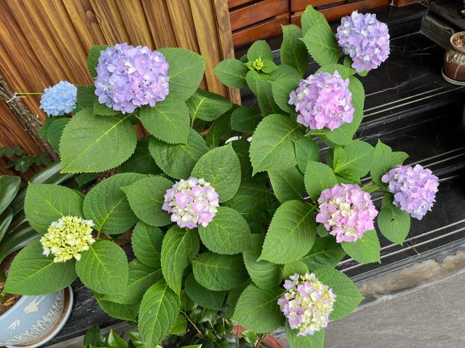 一夏之花最新版本是多少?2.01版本更新内容详解