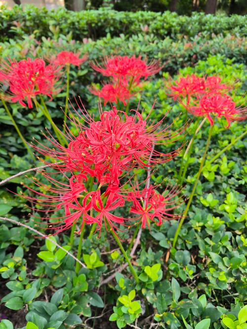 彼岸花全集更新地址,不用会员也能看