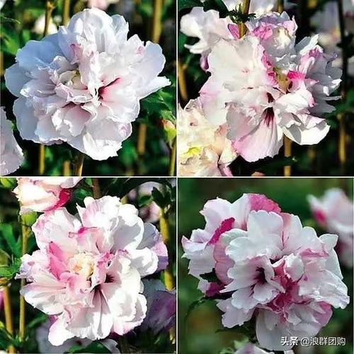 优艳之花版本大全推荐:不同需求选择不同版本