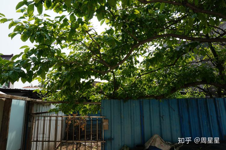 乡下生活最新版本:体验田园牧歌式游戏人生