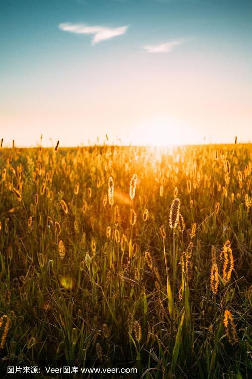 你想知道的阳光下的野兽汉化版最新内容都在这里