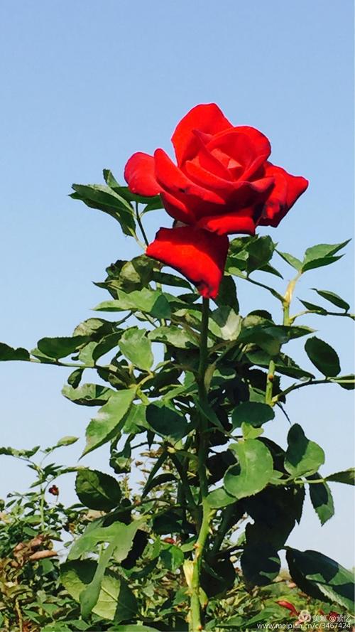 优艳之花版本大全推荐:不同需求选择不同版本