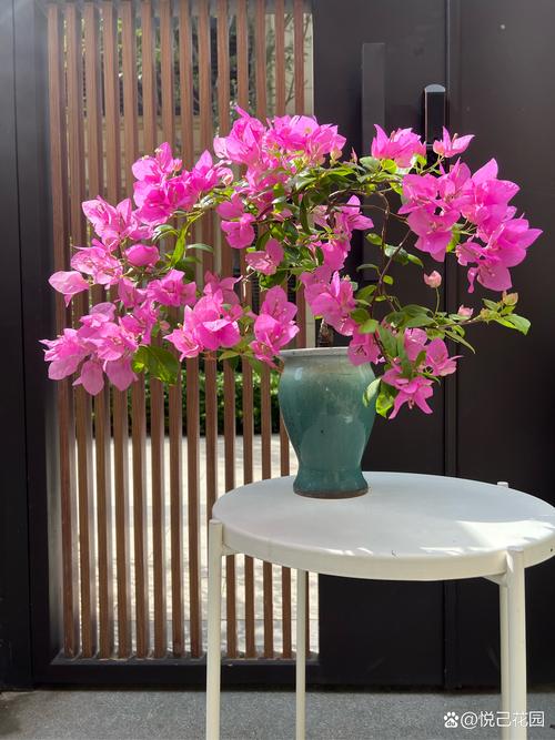 优艳之花版本大全推荐:不同需求选择不同版本