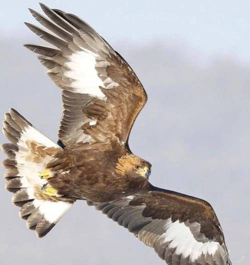 史上最全大雕征服世界官网资源合集