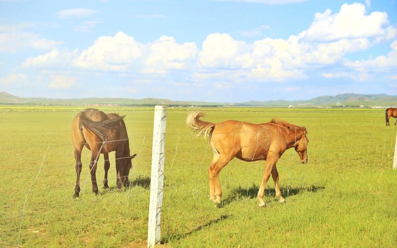 青青草原下载地址大全：安卓/苹果版下载入口