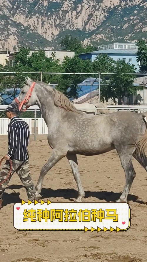 你还在找种马V0.11下载地址?这里有你想要的