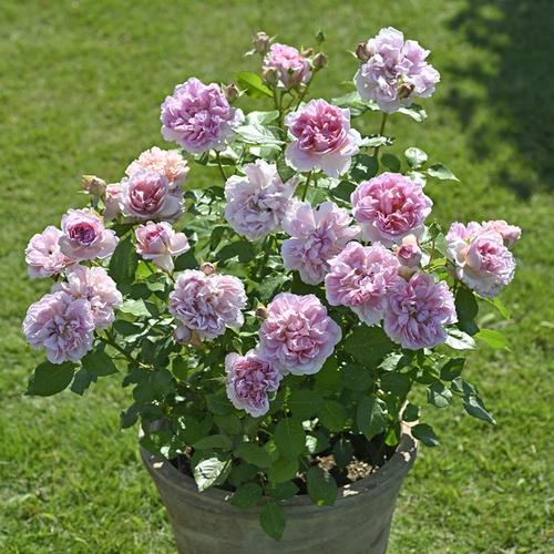 优艳之花版本大全推荐:不同需求选择不同版本