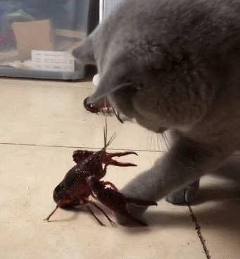 想知道杰森最新版本是多少？这里有答案！