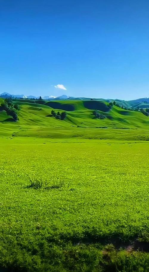 青青草原下载地址大全：安卓/苹果版下载入口