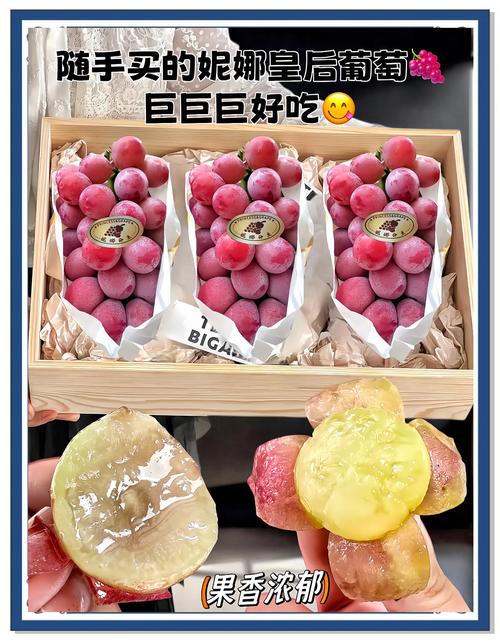 葡萄成熟时：安妮的幻想之旅，你准备好了吗？