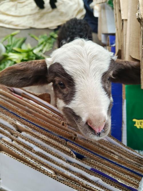 电子羊安卓下载:可爱宠物羊陪你玩!