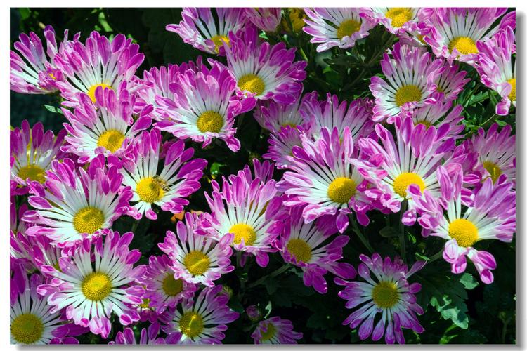 优艳之花版本大全推荐:不同需求选择不同版本