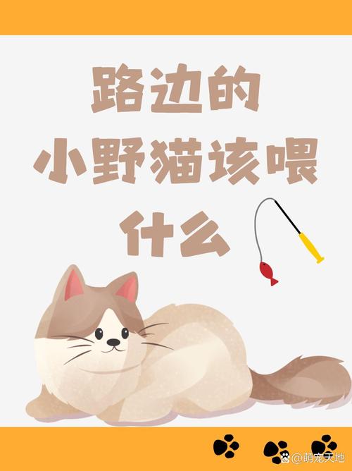 小野猫N在哪下载？安全可靠的下载途径推荐