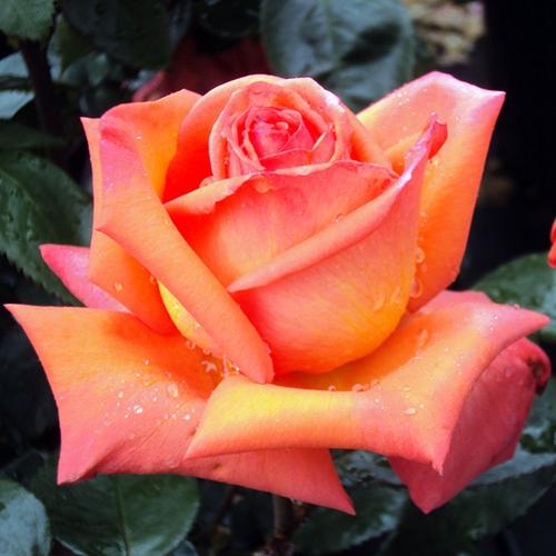 优艳之花版本大全推荐:不同需求选择不同版本