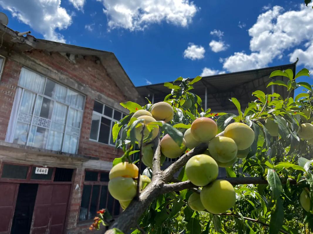 想玩我的乡村生活最新版？这里有你想要的下载链接