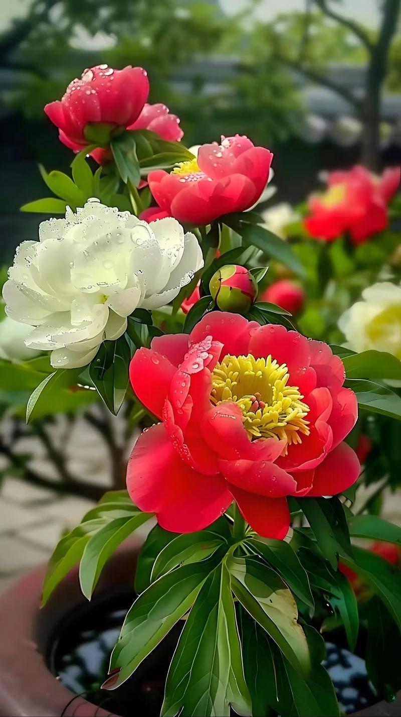 优艳之花版本大全推荐:不同需求选择不同版本