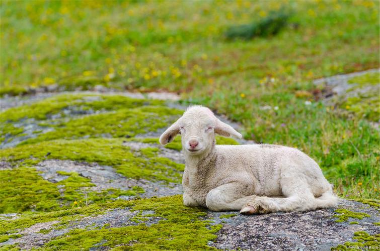 电子羊安卓下载:可爱宠物羊陪你玩!