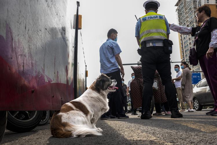 人狗情未了游戏：超刺激剧情，狗视角看家庭伦理！