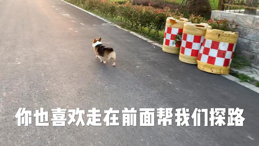 安全下载岛主日记汉化版:轻松建设你的岛屿