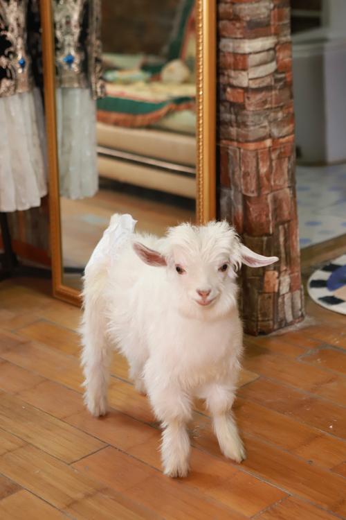 电子羊安卓下载:可爱宠物羊陪你玩!