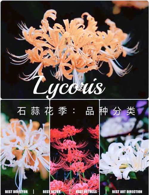 彼岸花版本大全：解锁彼岸花所有形态，你想要的都在这里