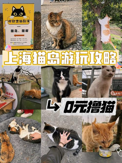 喵喵岛3更新地址公布！快来体验全新游戏内容