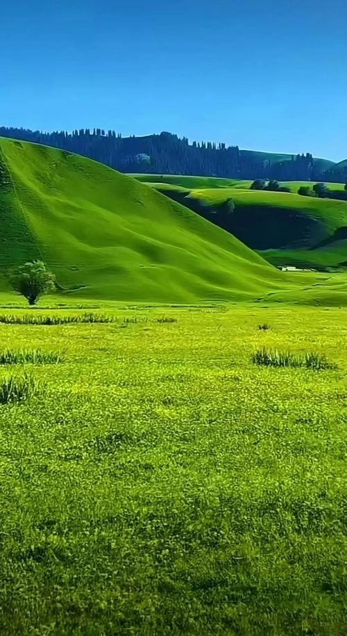 青青草原下载地址大全：安卓苹果版下载入口