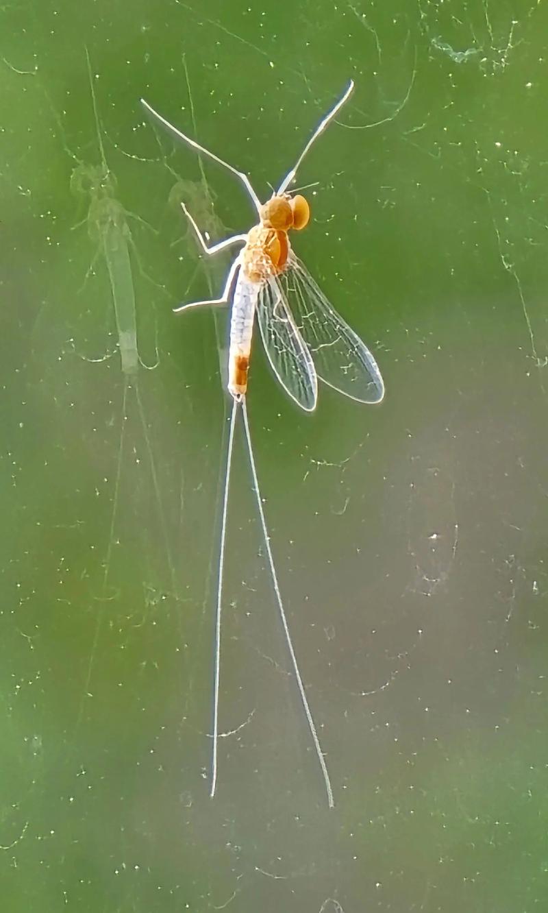 还在为找不到蜉蝣V0.2重制版下载而烦恼吗?