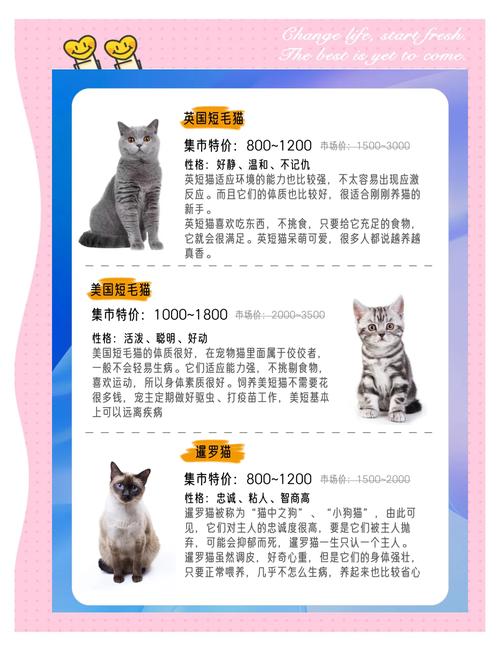 猫研社最新版本号是多少?不同版本区别大揭秘