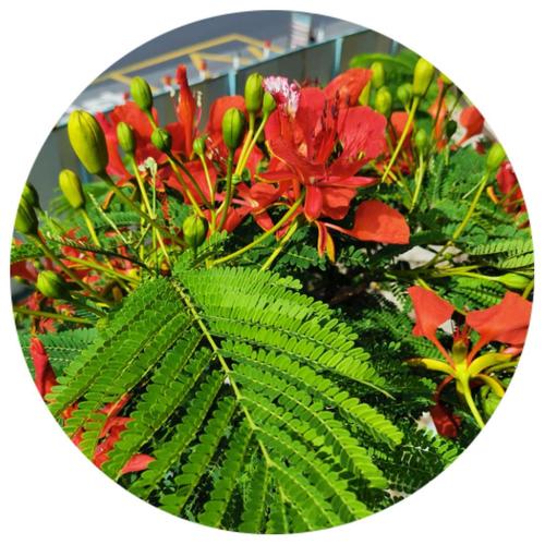 一夏之花最新版本是多少?2.01版本更新内容详解