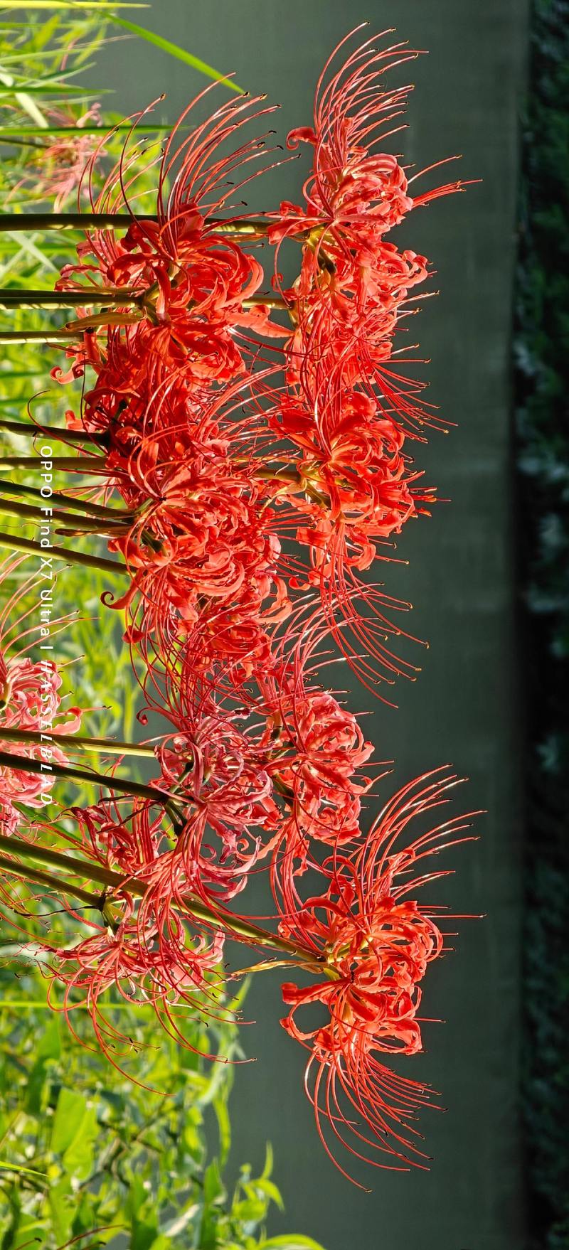 彼岸花全集更新地址,不用会员也能看