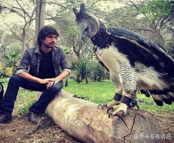 史上最全大雕征服世界官网资源合集