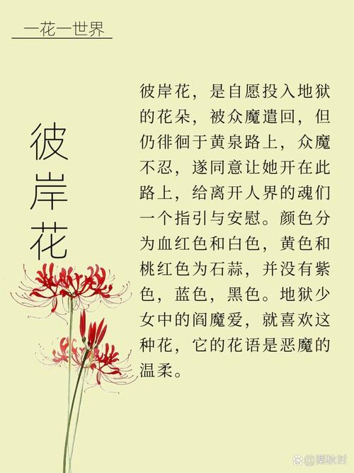 彼岸花最新章节：免费阅读全集无删减，完整版小说在线看！