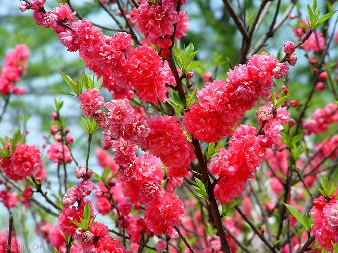 桃花境最新版本上线,超多精彩等你体验