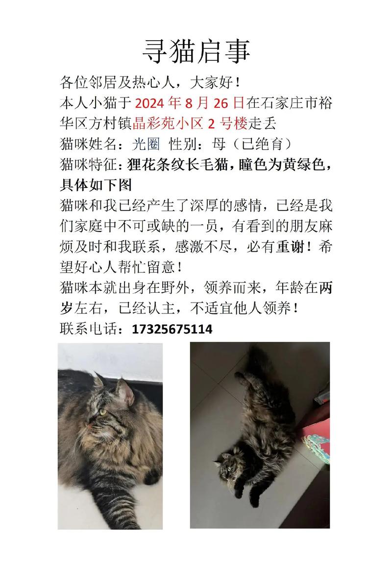 寻找疯猫版本大全?这里有你想要的!