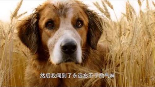 寻找人狗情未了下载地址?这里有你想要的资源