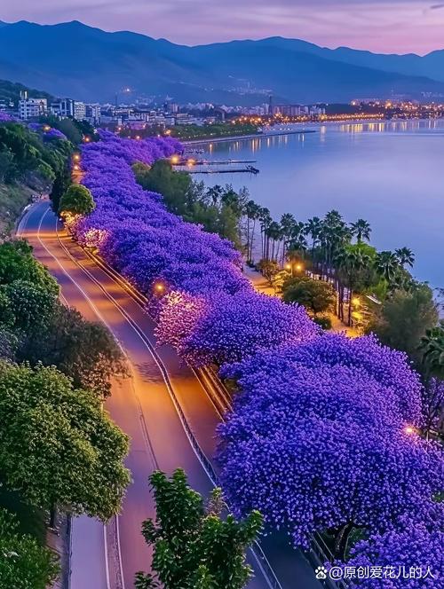 夜幕之花最新一期:感受夜色中的花海魅力