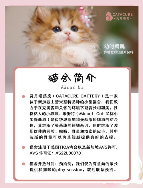 猫研社最新更新内容一览，更新地址快速获取