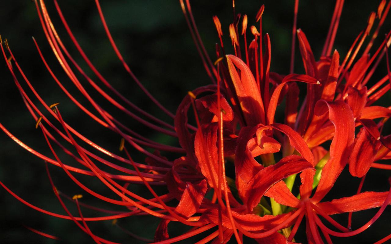 彼岸花安卓版下载：寻找失散亲人的冒险之旅