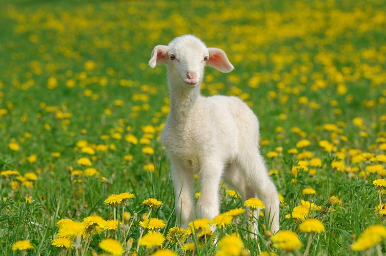 下载内有小羊官方正式版最新版:好玩又轻松!