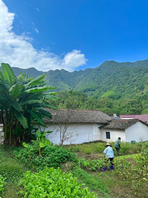 我的乡村生活版本大全：各个版本下载及游戏攻略