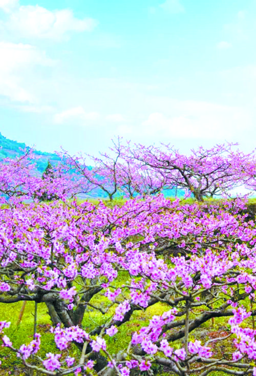 桃花境最新版本上线,超多精彩等你体验