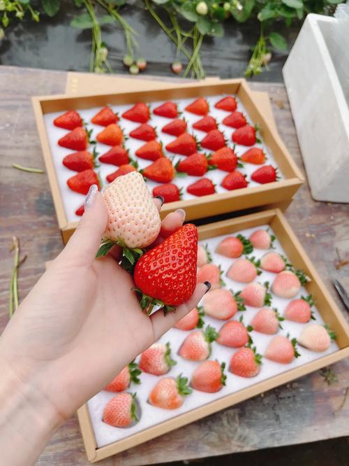 十万粉草莓粥粥安卓资源：高清写真等你解锁！