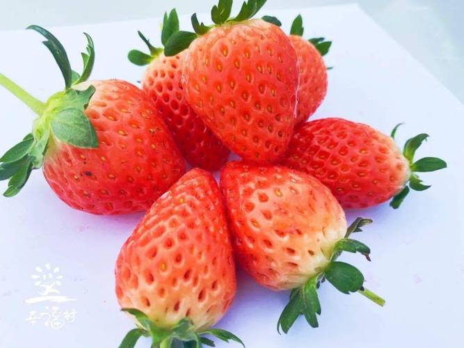 最新草莓粥粥游戏攻略:大神玩家经验分享及技巧