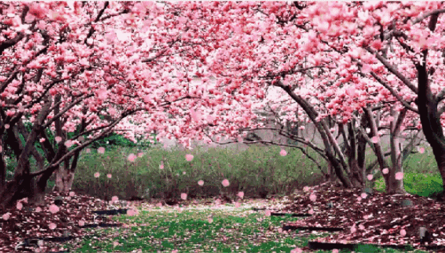 桃花境最新版本上线,超多精彩等你体验