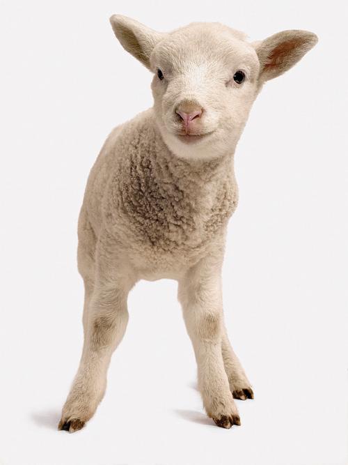 下载内有小羊官方正式版最新版:好玩又轻松!