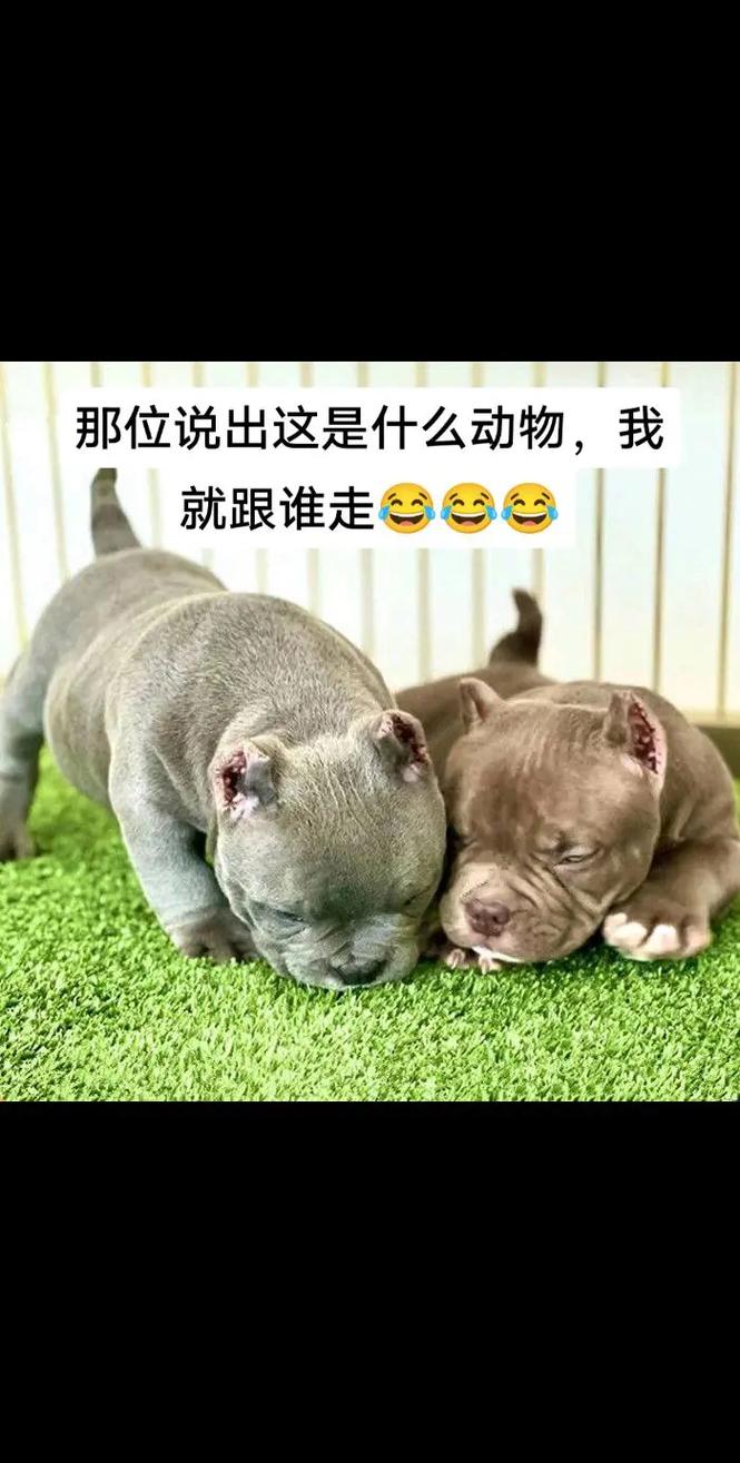 想玩捡到千年猫？全版本合集带你了解